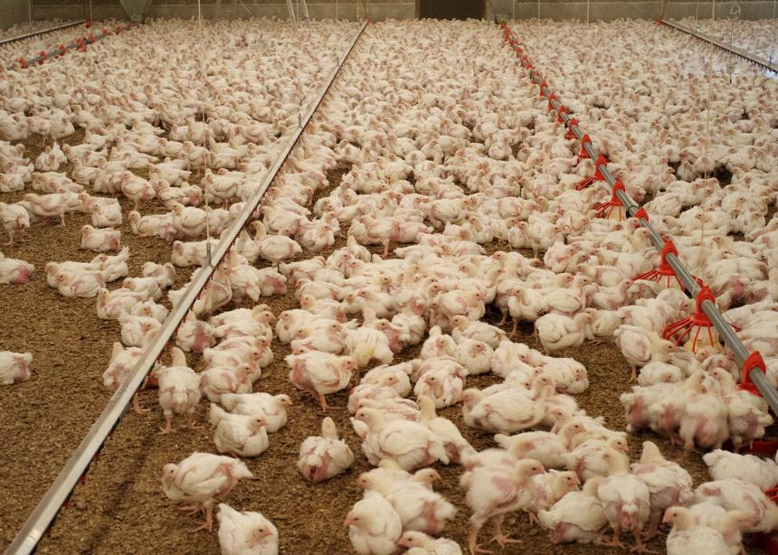 VOGELGRIEP GELDERSE VALLEI VERSPREID TUSSEN BEDRIJVEN, NIET DOOR WILDE VOGELS