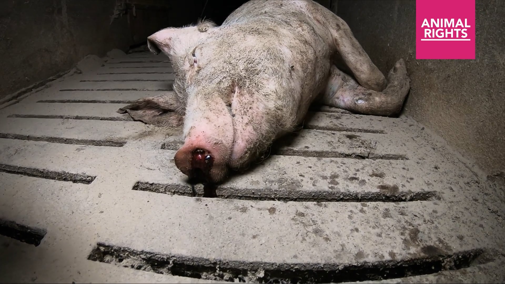 Kannibalisme en zieke varkens in Vlaamse varkensstallen