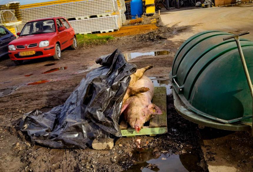 Varkens sterven akelige dood in Vlaamse stallen