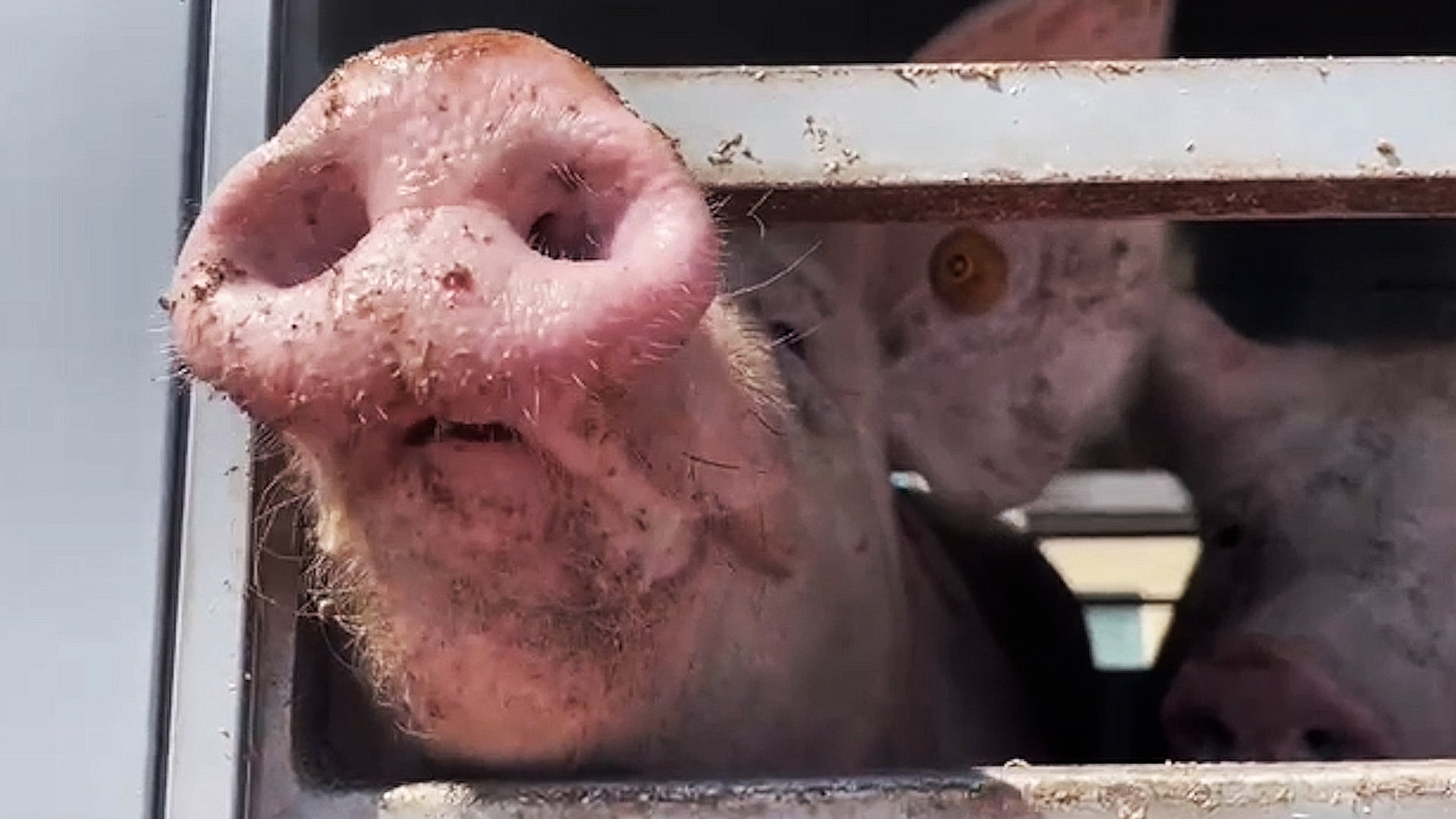 VARKENS LIJDEN ONDER HITTESTRESS BIJ SLACHTHUIS VAN HOORNWEDER IN TORHOUT