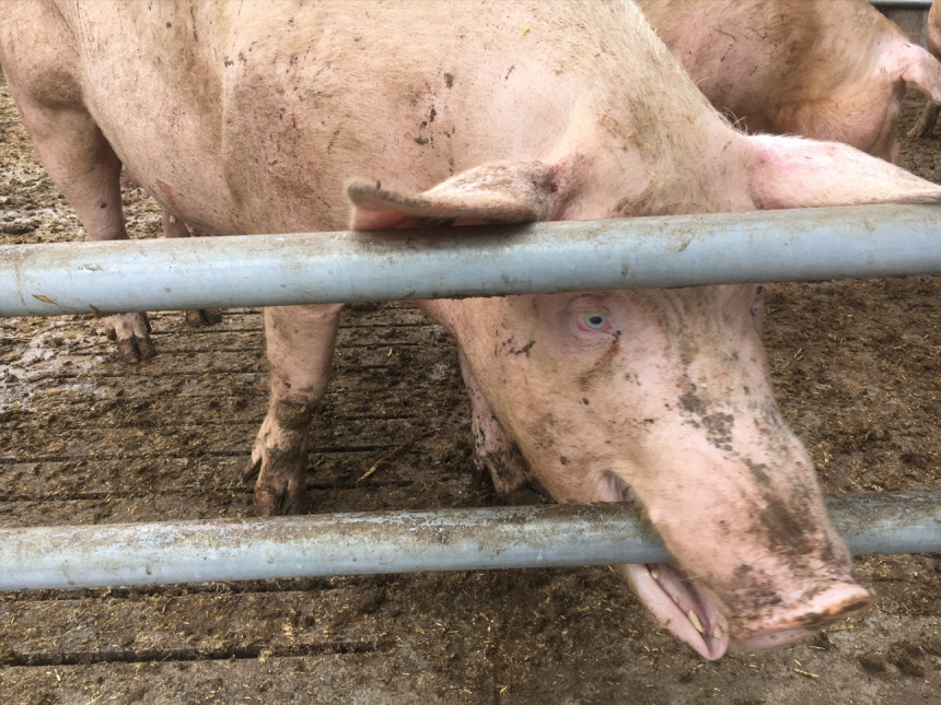 Liet Ruiseleedse boer zijn varkens creperen in beerput?