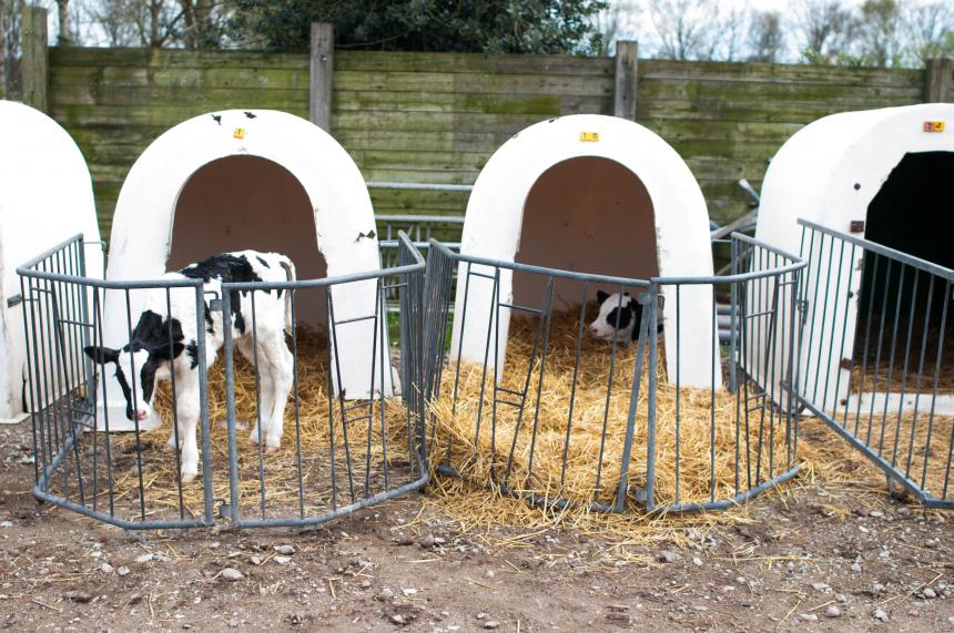 EENZAME KALFJES IN WITTE PLASTIC HOKJES: HOE ZIT DAT?