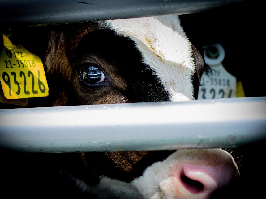 TRIEST: NEDERLAND GROOTSTE IMPORTEUR IERSE KALFJES