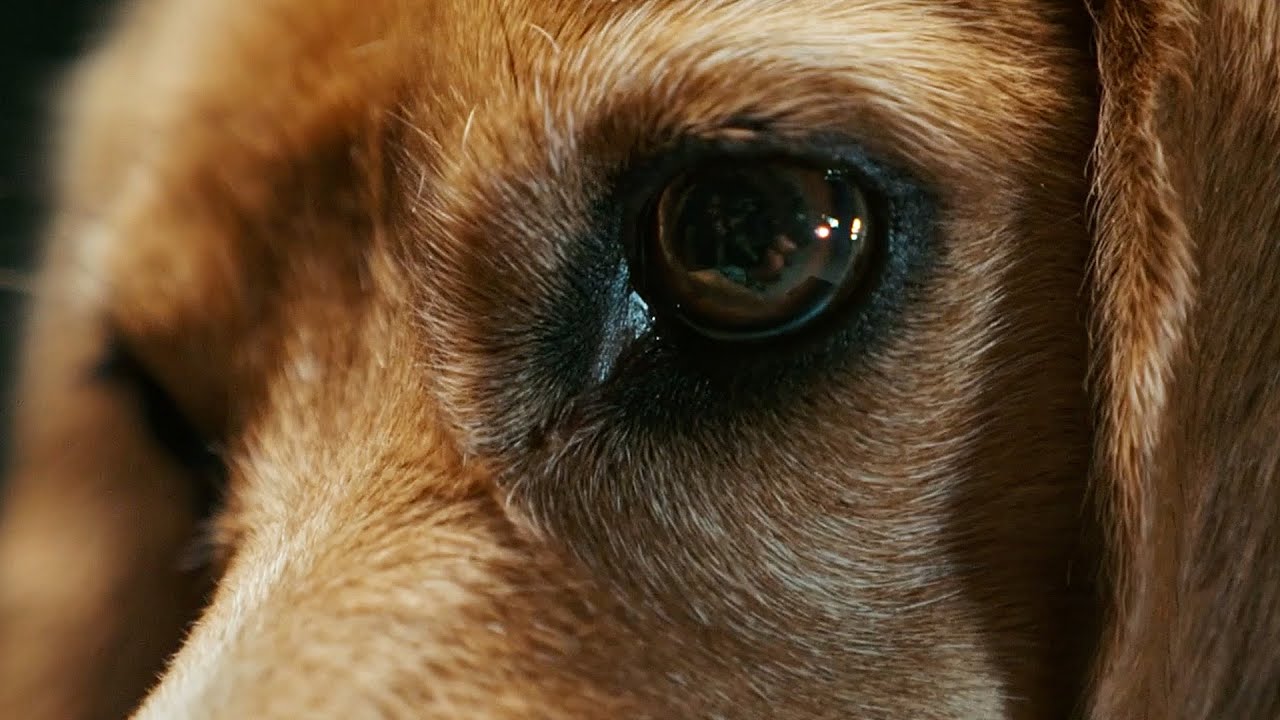 “KOM OP VOOR DE DIEREN UIT LABORATORIA”, HEEL EUROPA LAAT VAN ZICH HOREN