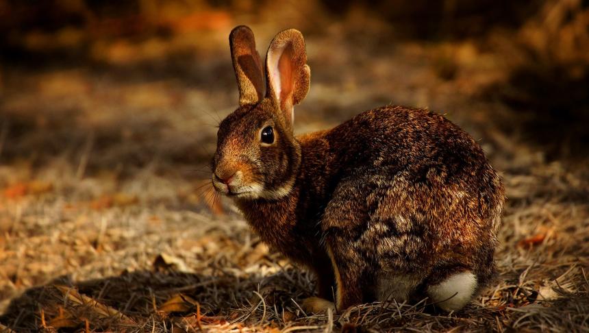 KONIJNEN IN LIMBURG MOETEN DAG EN NACHT VREZEN VOOR HUN LEVEN