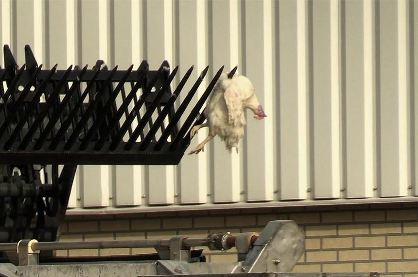 25.000 vleeskuikenouderdieren afgemaakt in Neerkant – bekijk de beelden