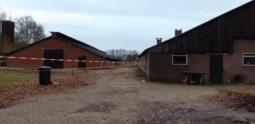 Stalbrand eenden