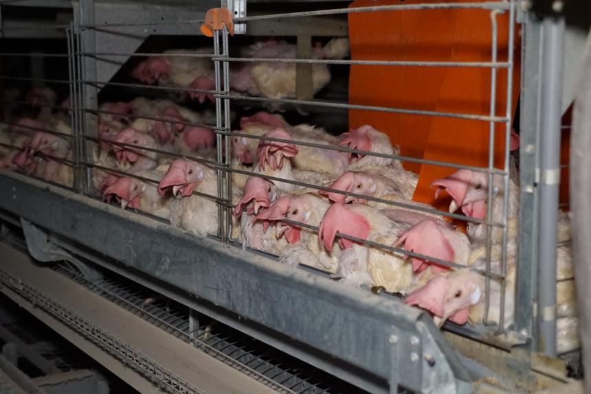 WACHTEN OP VACCIN BELEMMERT BESTRIJDING VAN VOGELGRIEP