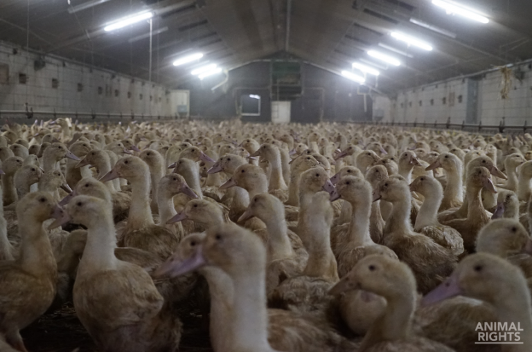 BEËINDIG DE NEDERLANDSE EENDEN-, KONIJNEN- EN KALKOENEN-INDUSTRIE ALS STIKSTOFMAATREGEL!