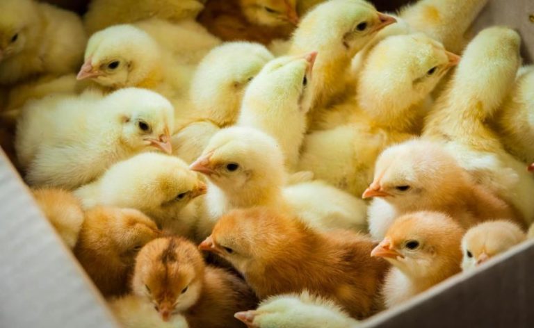 Dieren zijn geen Paascadeaus!