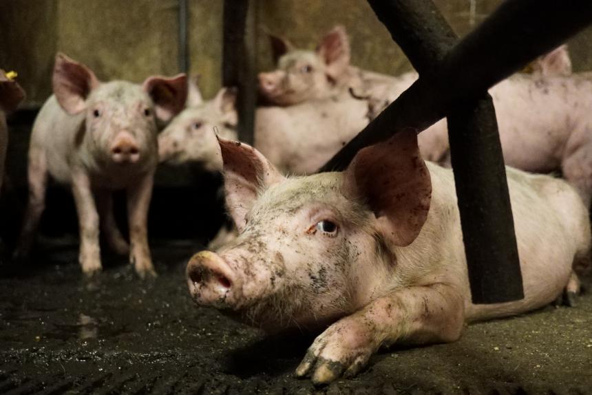 Slappe reactie minister van Justitie Yeşilgöz op rapport van Ombudsman over uitlatingen Grapperhaus
