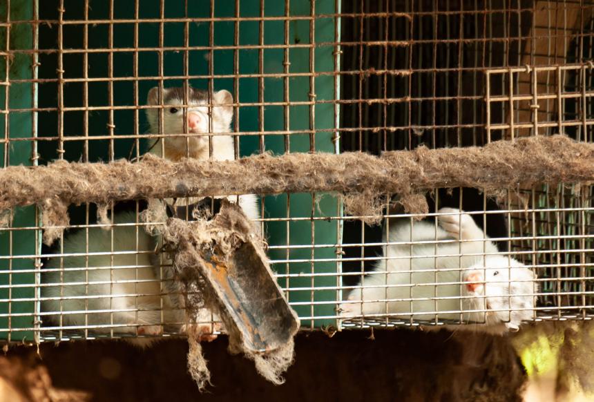 Vogelgriep muteerde in nertsen en overdracht tussen nertsen onderling