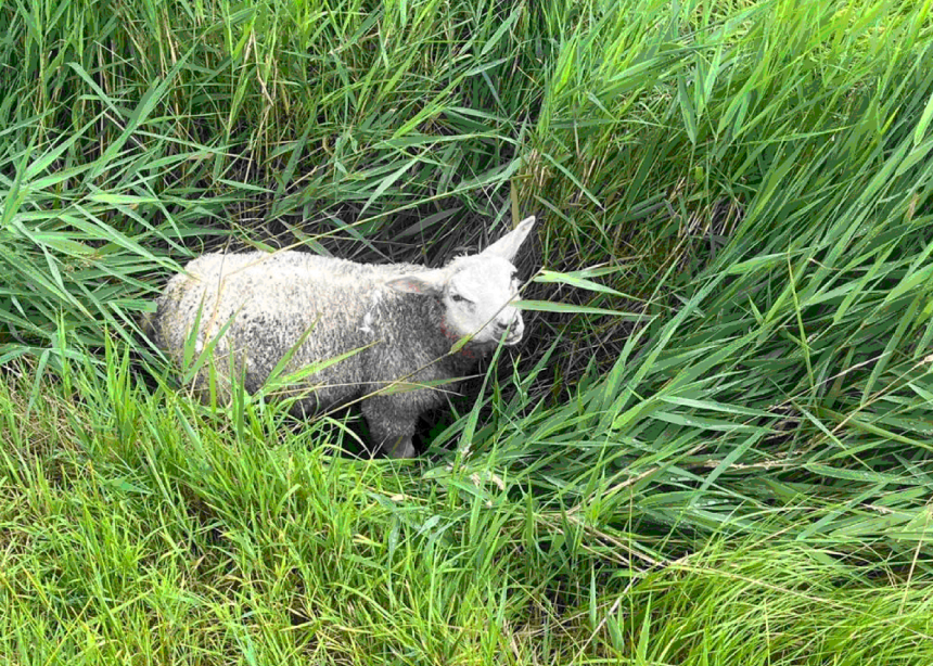 ANIMAL RIGHTS WIL DAT DE NVWA VEEBOEREN AANPAKT DIE GEHOUDEN DIEREN ONVOLDOENDE BESCHERMEN TEGEN DE WOLF