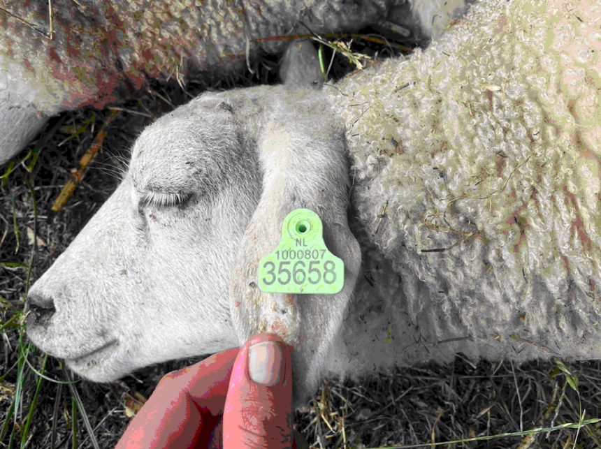 Update schapen beschermen tegen de wolf