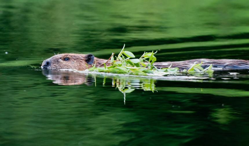 Een zwemmende bever met een twijgje