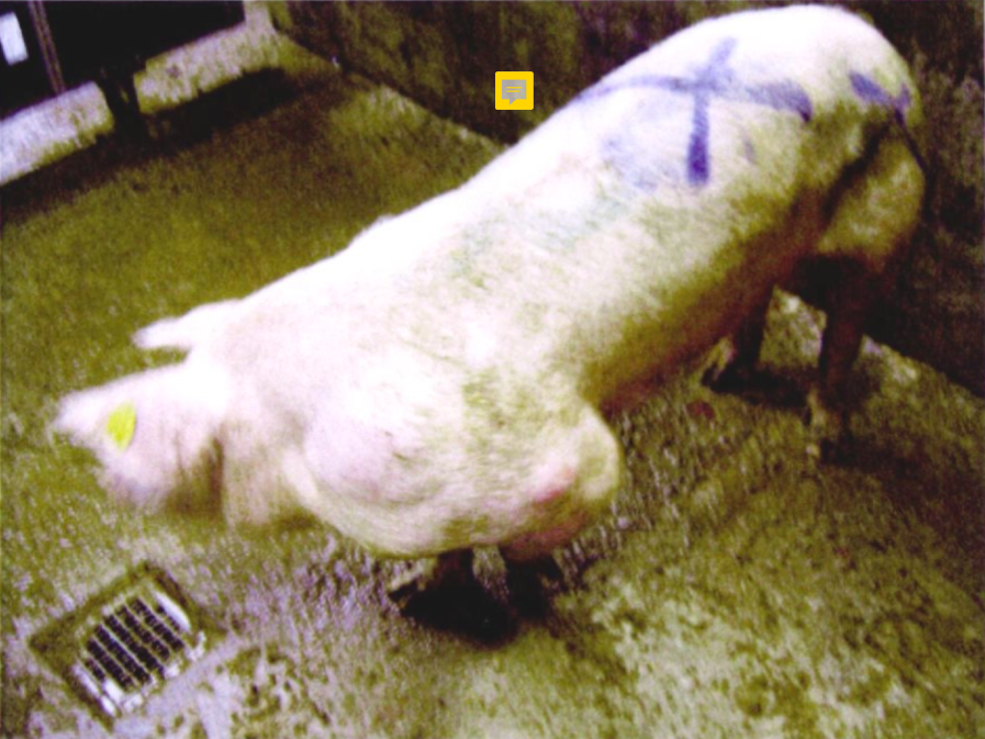 Aangekomen in het slachthuis met een gigantisch abces in de schouder