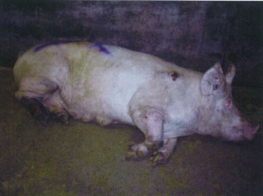 VARKENS ILLEGAAL NAAR SLACHTHUIS VERVOERD VANUIT STRAATHOFS STALLEN