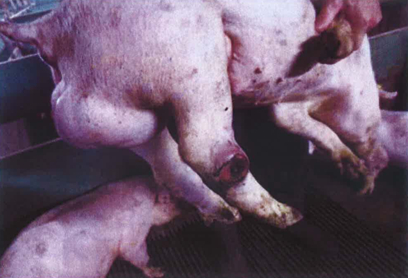 STRAATHOF LIET ZIEKE DIEREN CREPEREN IN ZIJN HORRORSTALLEN