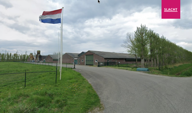946 varkens stikten in Middelharnis, het alarm werkte niet, maar de varkensboer ging vrijuit