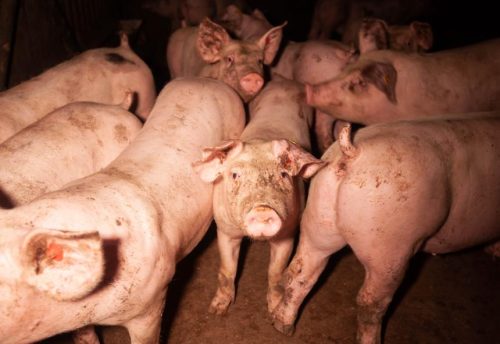 Varkens in een donkere stal
