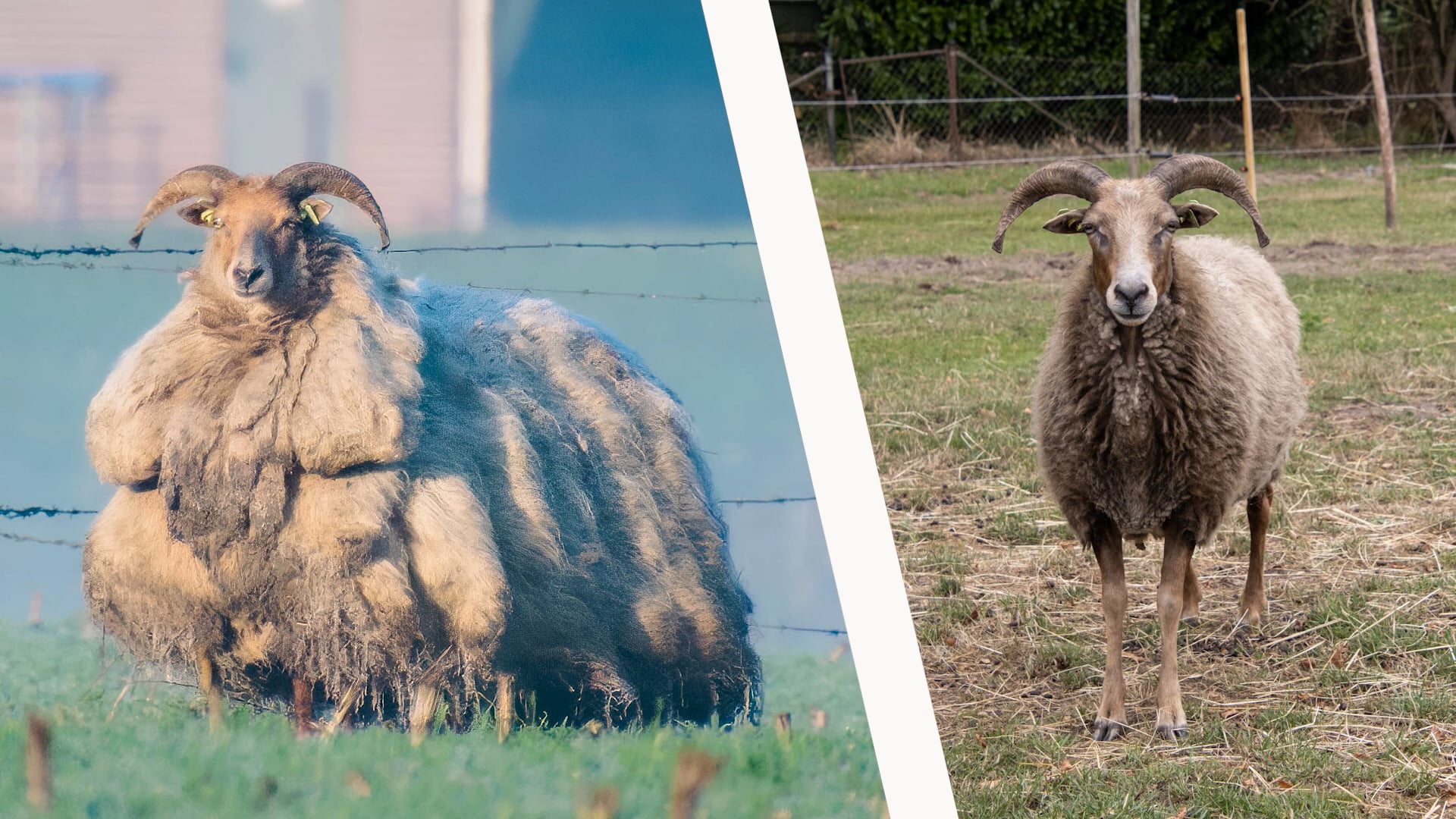 Operatie: Red Sylvia