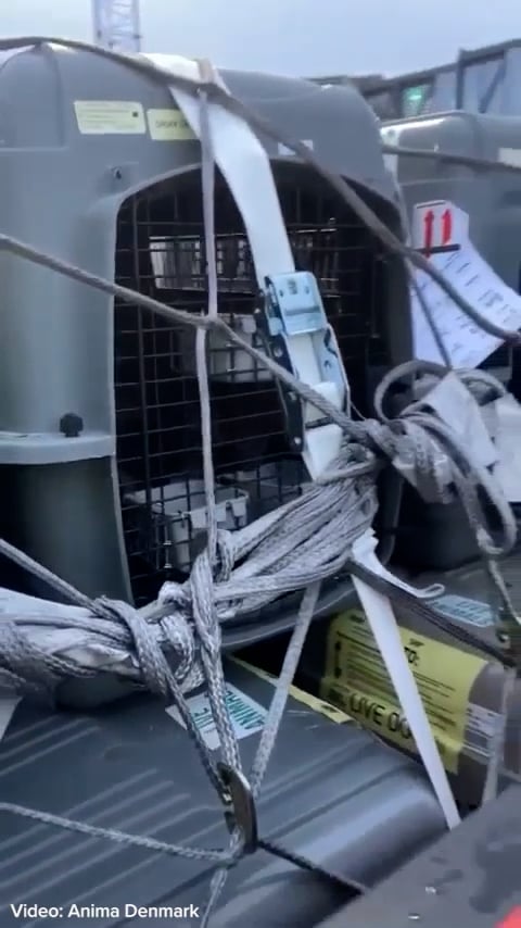 Beagles worden massaal getransporteerd voor de proefdierindustrie