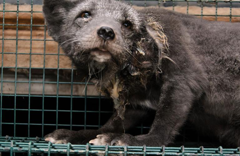 Vogelgriep op Finse bontfokkerijen; de dieren worden afgemaakt