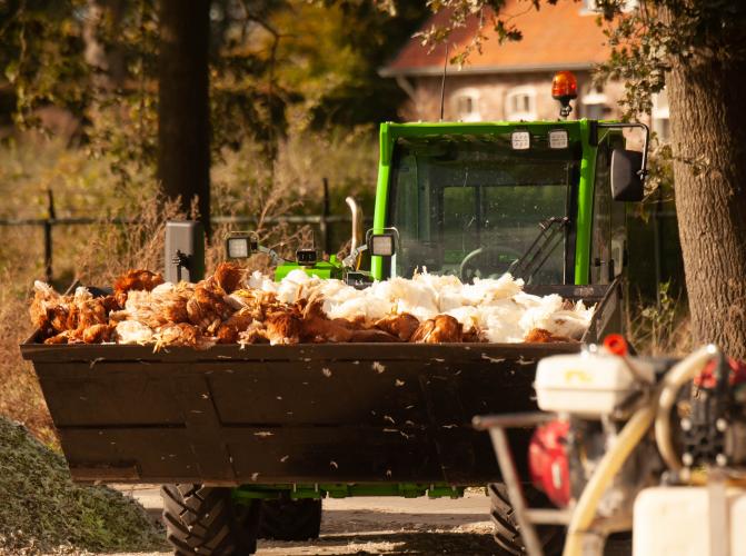 OPNIEUW 94.000 KIPPEN ‘GERUIMD’ – BEKIJK DE BEELDEN!