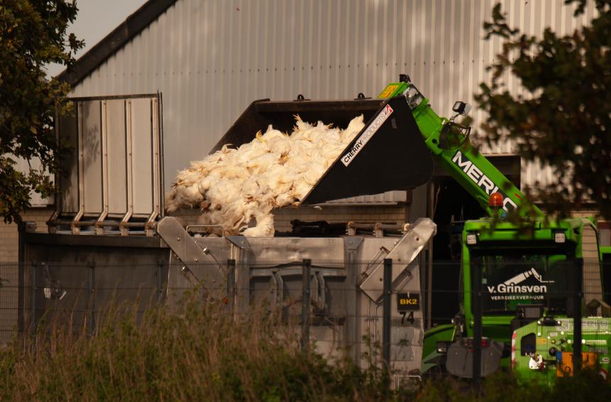 Halsstarrige houding van LNV leidde tot overbodige vergassing van meer dan 1,3 miljoen gezonde vogels