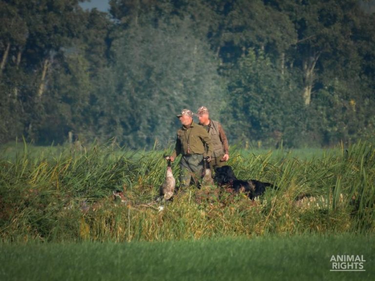 Hunt Saboteurs van Animal Rights actief in de Krimpenerwaard