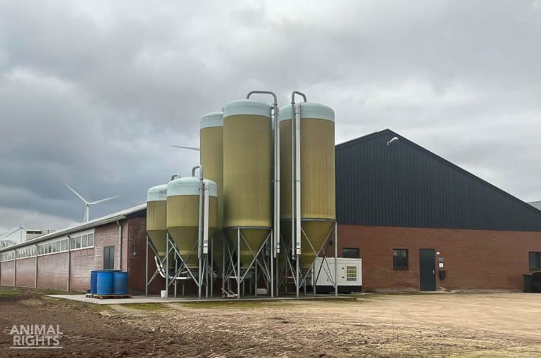 Animal Rights vraagt om intrekking vergunningen varkensfabriek in Egchel, Limburg