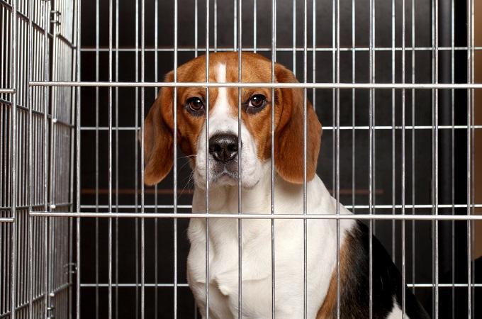 Janssen voert nog steeds fatale experimenten uit op beagles