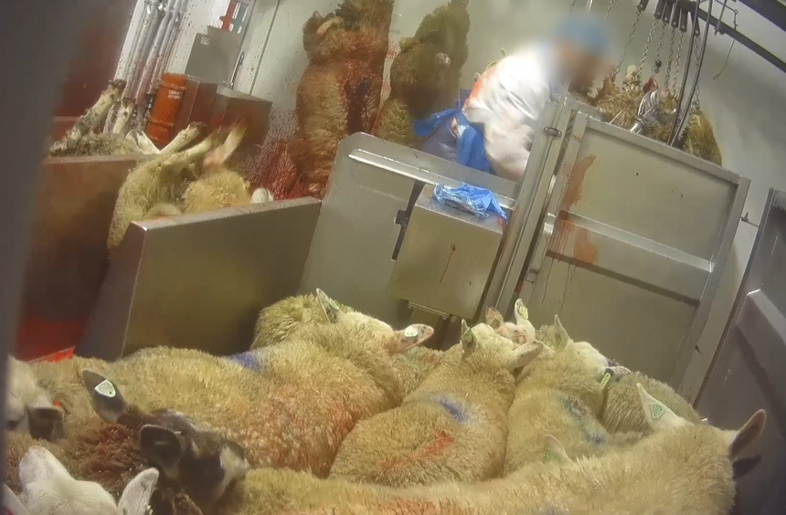 Animal Rights niet vervolgd voor laster, bedreiging en belaging in Moerbeko-zaak