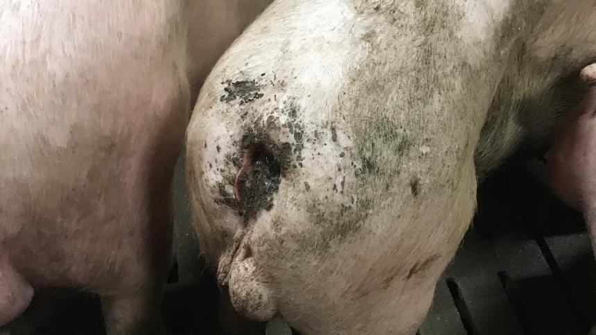 Slachthuis Noordvlees – Van Gool: doodzieke varkens op transport gezet