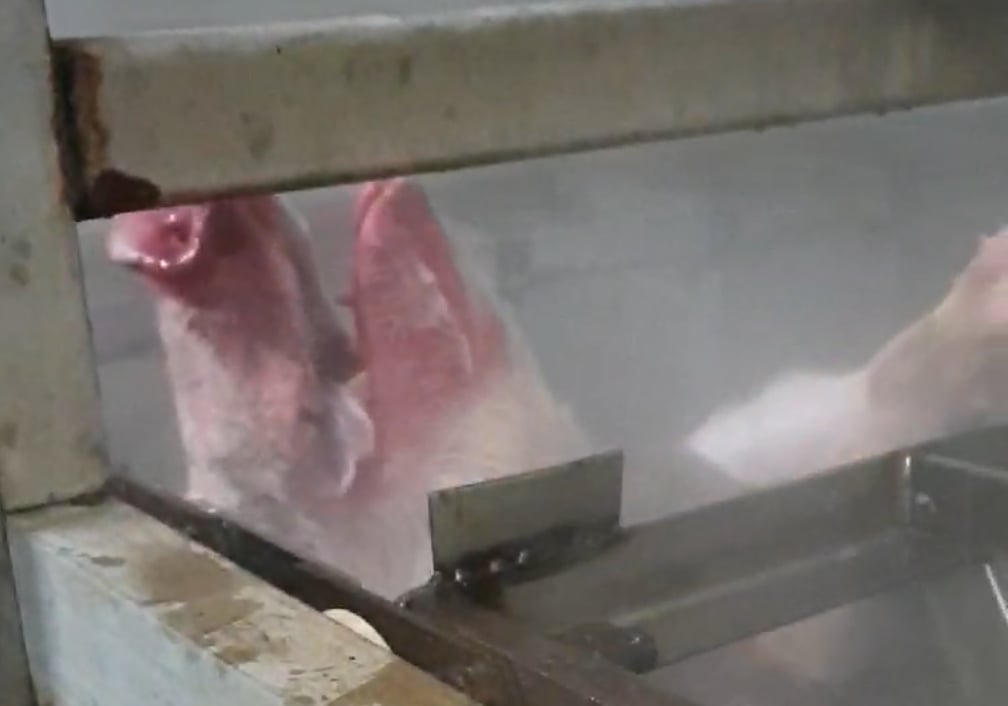 Horrorslachthuis Porc Meat Zele is failliet, maar niemand werd gestraft voor dierenmishandeling