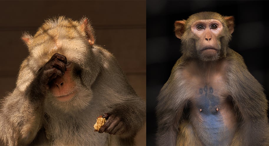 Hoe gaat het nu met Tyr en Kaman?
