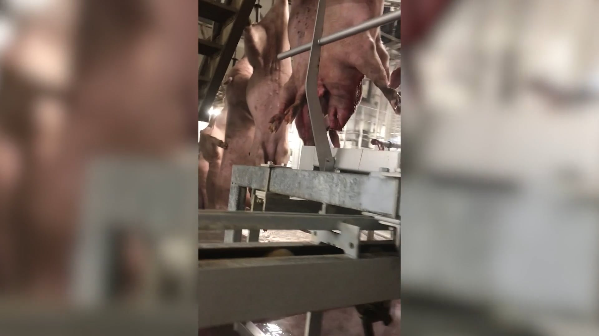 In Belgische slachthuizen verdrinken er nog steeds varkens in het broeibad