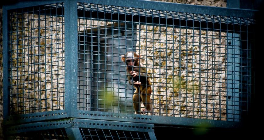 Omslagfoto Hoe apenhandelaar Hartelust overschakelde op Vietnamese import-aapjes Aapje in een kooi