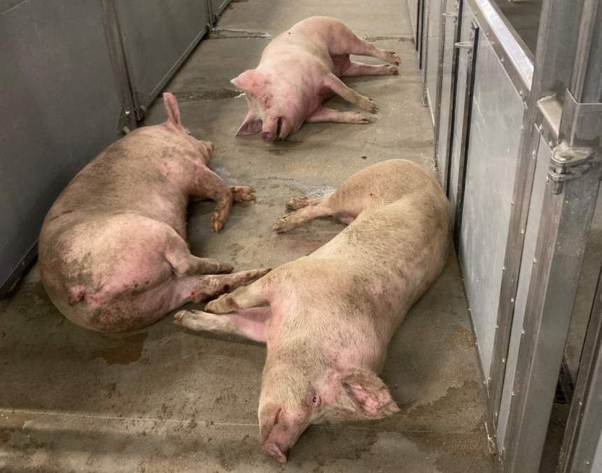 Varkens sterven op transport en in de stallen bij slachthuis G. Van Landschoot en Zonen