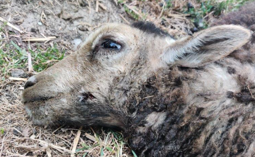 In Flevoland ging het bij 6 van de 10 gemelde wolfaanvallen om hond of vos