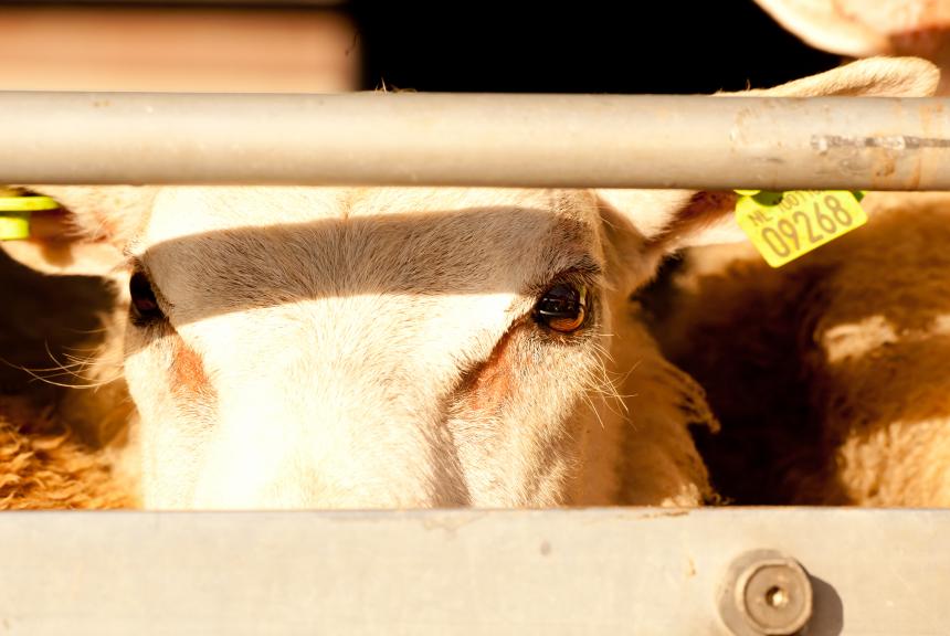 2018-09-13, Slacht, Schaap bij Slachterij van Kooten, Montfoort, NL