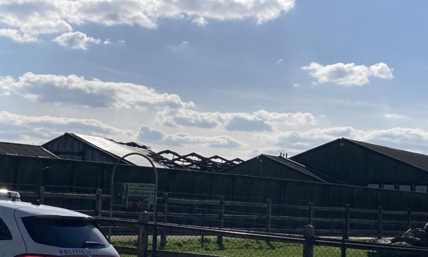 Hoeveel varkens kwamen om in Boekel en hoe hoog was de prioriteit om hen te redden?