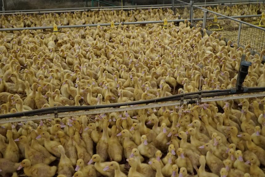 Wacht eendenslachter Tomassen een nieuwe last onder dwangsom voor problemen in het slachtproces?