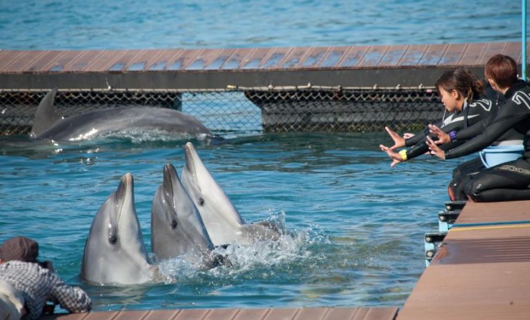 Het onvermijdelijke einde van het Dolfinarium