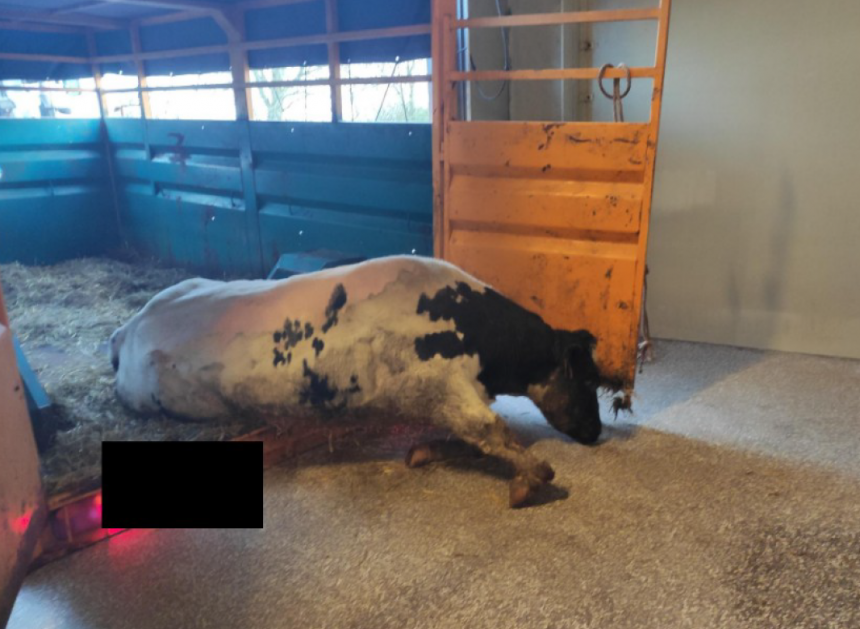 SLACHTHUIS ADRIAENS-VION BLIJKT EEN MAGNEET VOOR DE AANVOER VAN WRAKKE RUNDEREN