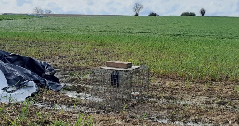 Animal Rights wil dat kraaienkooien en levende lokvogels worden verboden