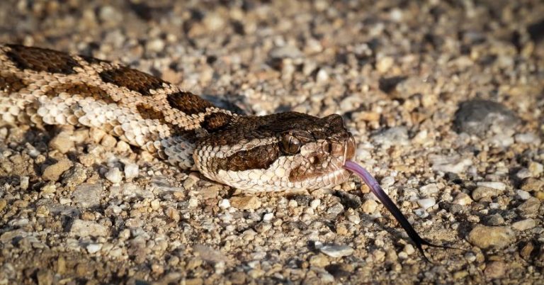 Animal Rights wil verbod op houden giftige reptielen
