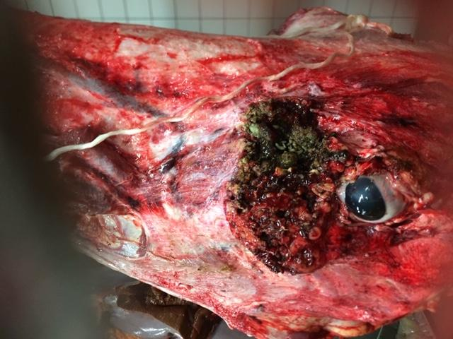 Kop van een geslacht rund met een opengebarsten abces aan de kaak en afgestorven weefsel van een oude wond bij het oog.