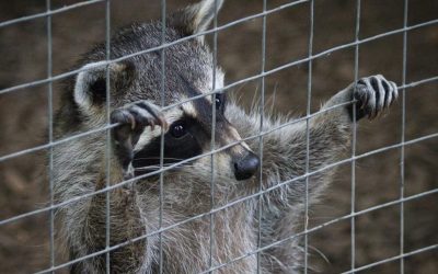 wasbeer achter draadgazen hek. De wasbeer staat rechtop met de pootjes tegen het gaas en kijkt naar buiten.