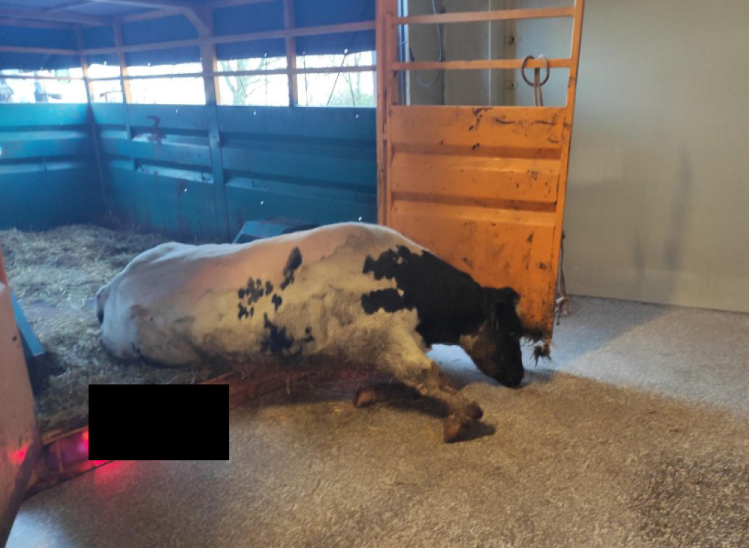 Vion onder vuur in Vlaamse pers